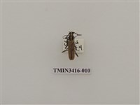 藏品(一色深山天牛)的圖片